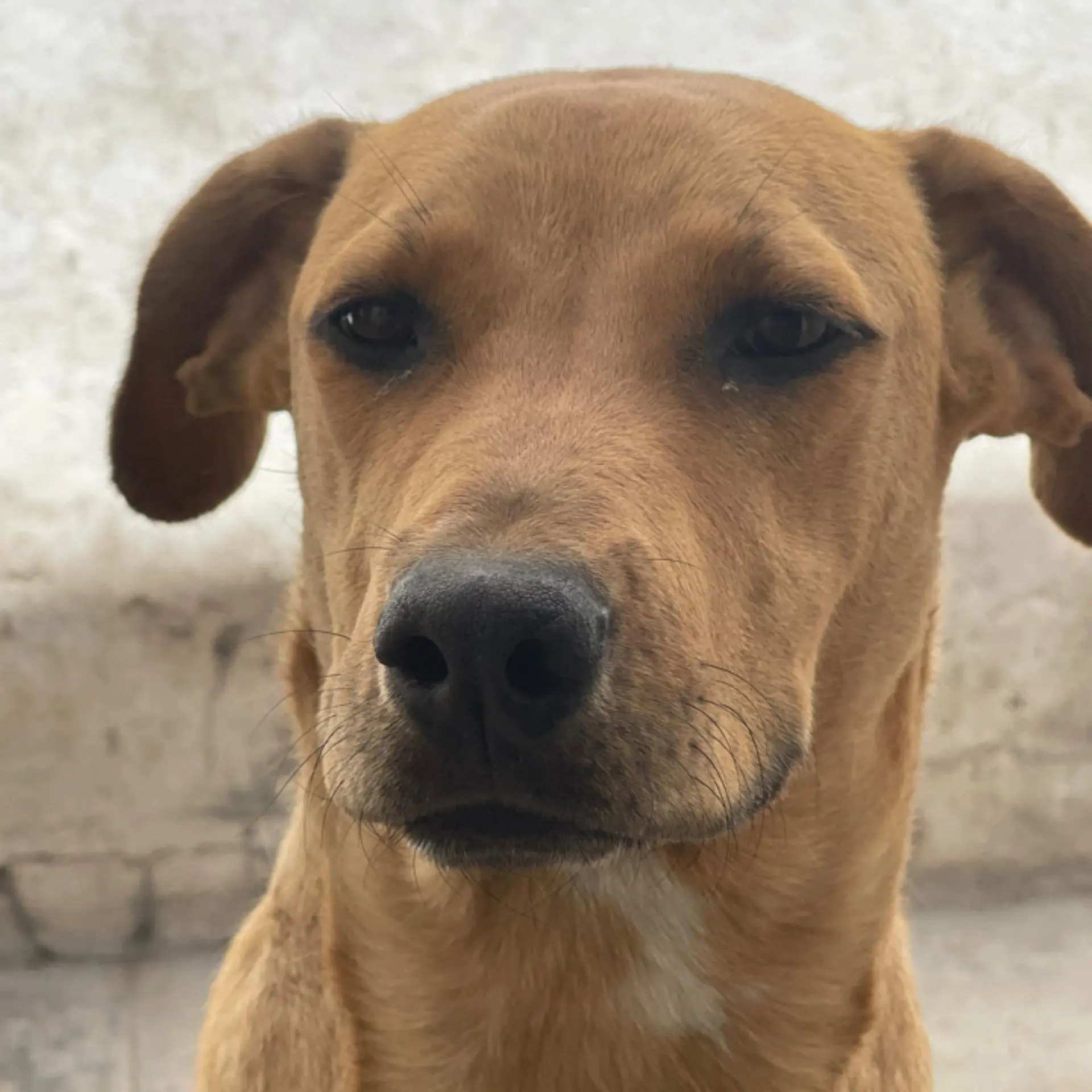 Francisco Ramirez Santos